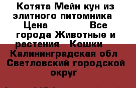 Котята Мейн-кун из элитного питомника › Цена ­ 20 000 - Все города Животные и растения » Кошки   . Калининградская обл.,Светловский городской округ 